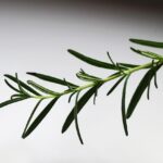 Flacone di Trico Rosmarinus su sfondo bianco, per capelli fragili e trattamenti naturali.